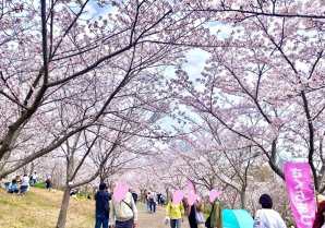 【神戸】桜祭り🌸